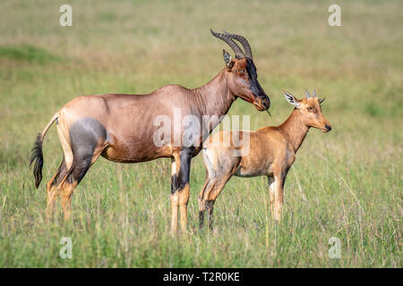 Topi (Damaliscus lunatus jimela) sottospecie di tsessebe comune a piedi attraverso un campo con il bambino nel Masai Mara National Reserve, Kenya Foto Stock