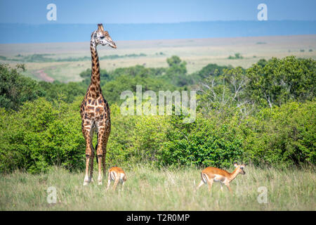Masai giraffe (Giraffa camelopardalis tippelskirchii) nell'erba nel Masai Mara National Reserve, Kenya Foto Stock