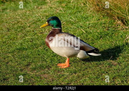 Mallard ano platyrhynchos waiking sull'erba Bushy Park Hampton Inn London Inghilterra England Foto Stock