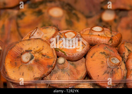 Lactarius deliciosus, comunemente noto come lo zafferano latte e cappuccio rosso fungo di pino Foto Stock