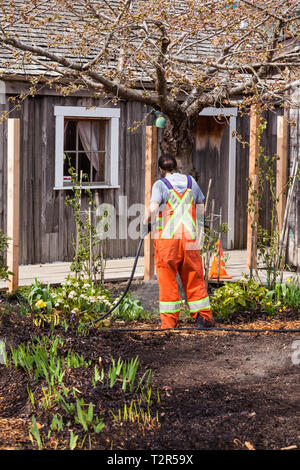 Irrigazione giardiniere un fresco giardino piantato a Murakami heritage home in Britannia cantiere navale sito storico di Steveston in British Columbia Foto Stock