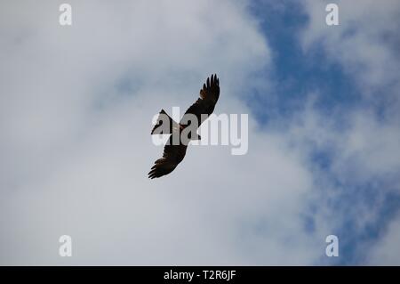 Un Nibbio galleggianti in aria con un nuvoloso cielo blu in background in Miravet, Tarragona Catalogna. Foto Stock