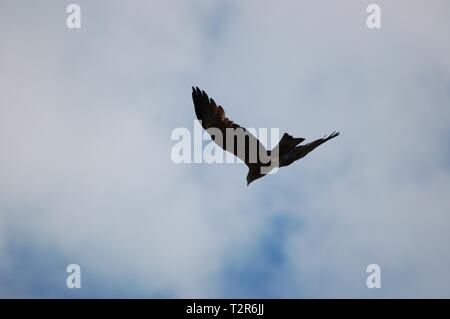 Un Nibbio galleggianti in aria con un nuvoloso cielo blu in background in Miravet, Tarragona Catalogna. Foto Stock