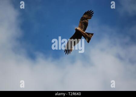 Un Nibbio galleggianti in aria con un nuvoloso cielo blu in background in Miravet, Tarragona Catalogna. Foto Stock