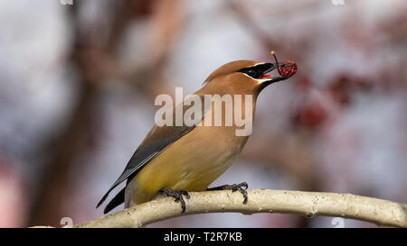 Coppia di cedro, Waxwing Bombycilla cedrorum, appollaiate sul ramo 31 marzo 2019 Golden, Co USA Foto Stock