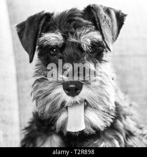 Giovani in miniatura cane schnauzer guardando telecamera in bianco e nero ritratto di pet con la linguetta che mostra di Foto Stock