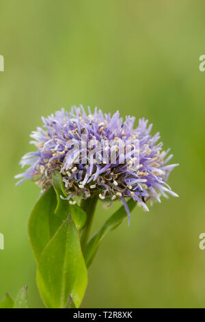 Echte Kugelblume, Globularia bisnagarica, comune fiore a sfera Foto Stock