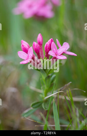 Echtes Tausendgüldenkraut, Centaurium erythraea, centaury comune Foto Stock