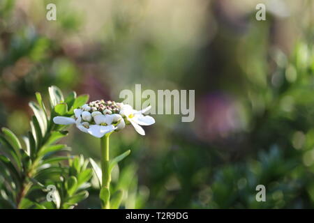 Blooming candytuft perenne - Iberis saxatilis Foto Stock