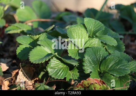 Giovani piante di fragola nella luce del sole Foto Stock