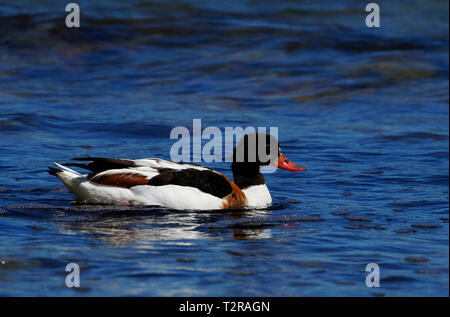 Femmina adulta, shelduck Tadorna taorna, nuoto nel Mar Baltico presso l'isola di Gotland in Svezia. Foto Stock