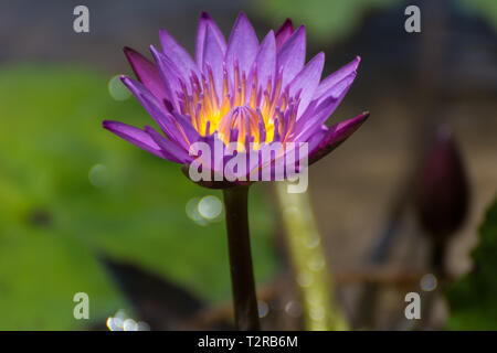 2019, gennaio. Florianópolis, Brasile. Viola fiore di loto su un piccolo lago. Foto Stock