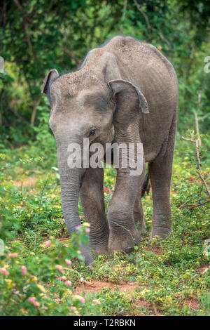 Deep Inside Udawalawe parco nazionale nella provincia meridionale dello Sri Lanka, un giocoso Baby Elephant apprende da un altro membro della mandria. Foto Stock