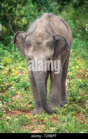 Deep Inside Udawalawe parco nazionale nella provincia meridionale dello Sri Lanka, un giocoso Baby Elephant apprende da un altro membro della mandria. Foto Stock