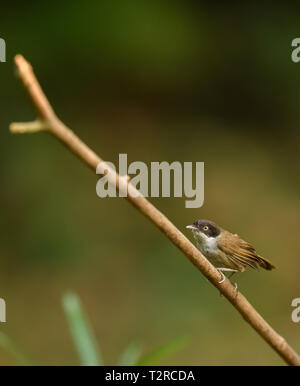 A testa grigia, Babbler Thattekad Bird Sanctuary, noto anche come Salim Ali il santuario degli uccelli, si trova nel distretto di Ernakulam del Kerala, India. Foto Stock