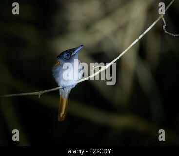 Paradise Flycatcher, Thattekad Bird Sanctuary, noto anche come Salim Ali il santuario degli uccelli, si trova nel distretto di Ernakulam del Kerala, India. Foto Stock