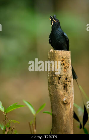 Nero (Drongo Dicrurus macrocercus) appollaiate su un ramo con sfondo verde. Foto Stock