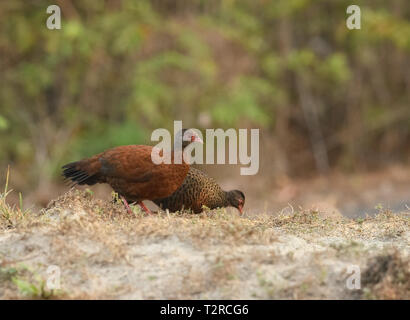 Rosso-Spurfowl a collo alto in posa nella luce del mattino, è un membro della famiglia di fagiano e è endemica in India. Foto Stock