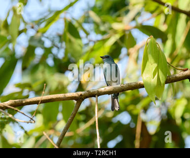 Verditer Flycatcher, Thattekad Bird Sanctuary, noto anche come Salim Ali il santuario degli uccelli, si trova nel distretto di Ernakulam del Kerala, India. Foto Stock