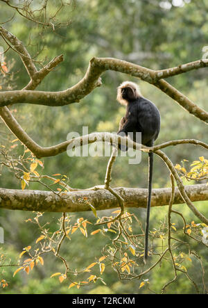 Il Nilgiri langur è un langur trovati nella Nilgiri Hills del i Ghati Occidentali in India del Sud. Questo primate è lucida pelo nero sul suo corpo Foto Stock