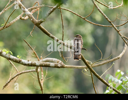 Cuculo comune, Thattekad Bird Sanctuary, noto anche come Salim Ali il santuario degli uccelli, si trova nel distretto di Ernakulam del Kerala, India. Foto Stock