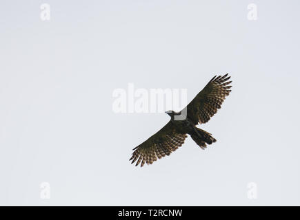 Crested falco pecchiaiolo, Thattekad Bird Sanctuary, noto anche come Salim Ali il santuario degli uccelli, si trova nel distretto di Ernakulam del Kerala, India. Foto Stock