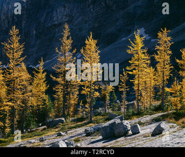 Canada, British Columbia, Parco Nazionale di Yoho, bagliore dorato di colori autunnali alpine larice (Larix lyallii) sul Plateau Opabin. Foto Stock