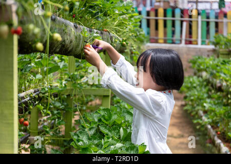 Asian poco ragazza cinese la raccolta di fragole fresche su outdoor organico azienda frutticola Foto Stock