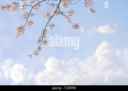 Japanese cherry blossom piena fioritura sul cielo blu Foto Stock