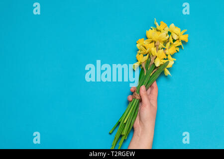 Bouquet di giallo fresco narcisi in mani femminili su uno sfondo blu con spazio per il testo Foto Stock