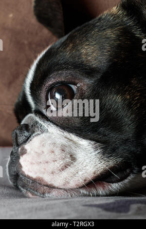 Boston Terrier faccia di appoggio verticale occhi tristi bella faccia chiudere fino Foto Stock