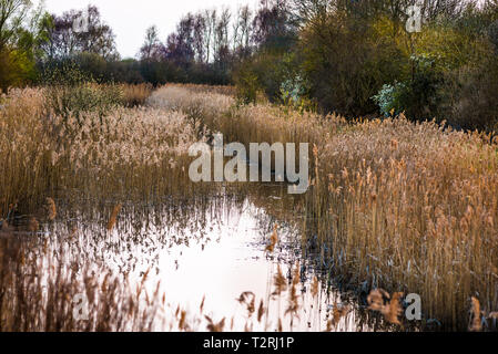 Il caldo sole di sera hits canneti a Wicken Fen nella Riserva Naturale del Cambridgeshire, East Anglia, Inghilterra, Regno Unito. Foto Stock