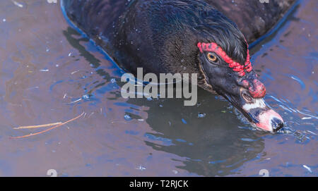 Anatra muta a Slimbridge Foto Stock