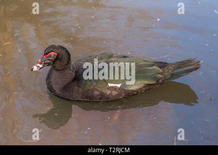 Anatra muta a Slimbridge Foto Stock