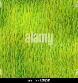 Luminosa dettagliata di erba verde e lussureggiante prato estivo modello senza giunture Illustrazione Vettoriale