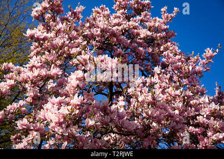 Magnolia (lat. Magnolia) in fiore. Magnolienbluete (lat. Magnolia). Foto Stock