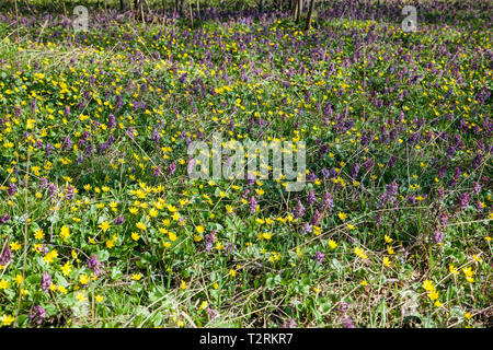 Vista generale fioritura delle piante di Corydalis solida e di palude (Marigold Caltha palustris) che fiorisce in primavera foresta. Piccolo giallo e viola e fiori selvatici Foto Stock