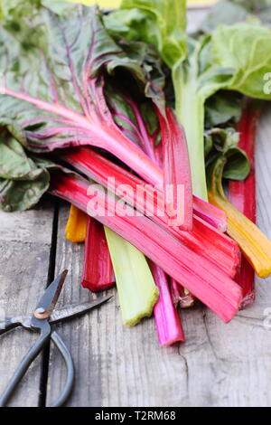 Beta vulgaris cicla. Appena raccolto steli di bietole 'luci luminose', GIARDINO DEL REGNO UNITO. Chiamato anche Rainbow chard. Foto Stock