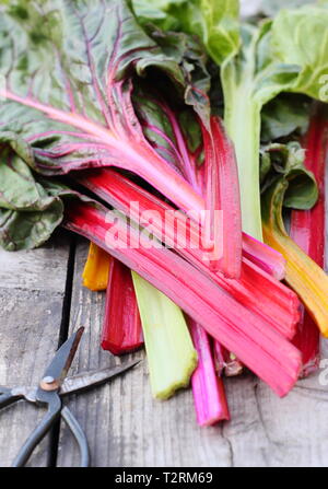 Beta vulgaris cicla. Appena raccolto steli di bietole 'luci luminose', GIARDINO DEL REGNO UNITO. Chiamato anche Rainbow chard. Foto Stock