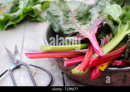 Beta vulgaris cicla. Appena raccolto steli di bietole 'luci luminose', GIARDINO DEL REGNO UNITO. Chiamato anche Rainbow chard. Foto Stock