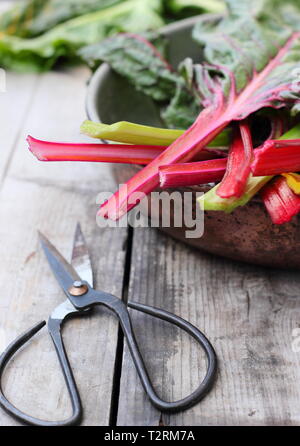 Beta vulgaris cicla. Appena raccolto steli di bietole 'luci luminose', GIARDINO DEL REGNO UNITO. Chiamato anche Rainbow chard. Foto Stock