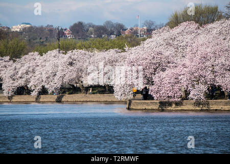 La fioritura dei ciliegi in fiore di picco lungo il bacino di marea Aprile 1, 2019 a Washington D.C. La fioritura dei ciliegi nacque nel 1912 come un dono di amicizia da parte del popolo del Giappone. Ogni anno il 29 marzo il National Cherry Blossom Festival è tenuto a celebrare l anniversario del dono dal Giappone. Foto Stock