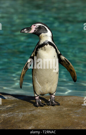 Solitario pinguini Humboldt al bordo delle acque Foto Stock