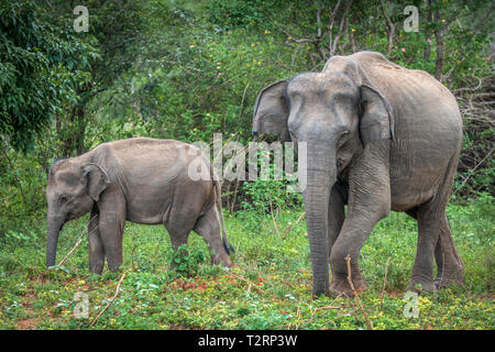 Deep Inside Udawalawe parco nazionale nella provincia meridionale dello Sri Lanka, un giocoso Baby Elephant apprende da un altro membro della mandria. Foto Stock