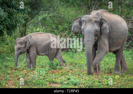 Deep Inside Udawalawe parco nazionale nella provincia meridionale dello Sri Lanka, un giocoso Baby Elephant apprende da un altro membro della mandria. Foto Stock