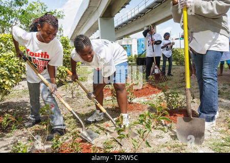 Miami Florida,Overtown,Peace Park,Global Youth Service Day,Tree Planting,volontari volontari volontari lavoratori del lavoro,lavoro di squadra che lavorano insieme Foto Stock