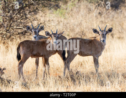 Un gruppo di bambini di antilope Gemsbok nel sud della savana africana Foto Stock