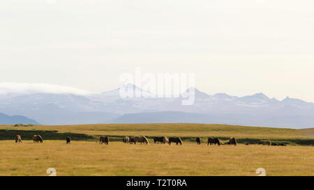 Cavalli islandesi pascolare le praterie vicino Landvegur, Islanda, fotografata sul nostro cammino di Hekla. Foto Stock