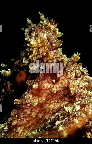 Reef Octopus(Octopus cyaneus). Prendendo in Mar Rosso, Egitto. Foto Stock