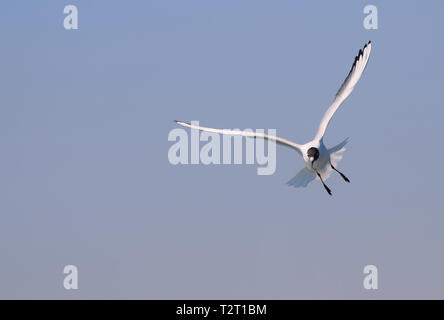 Testa nera gabbiano in volo in un cielo blu Foto Stock